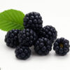 The Flavor Apprentice Blackberry