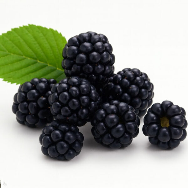 The Flavor Apprentice Blackberry
