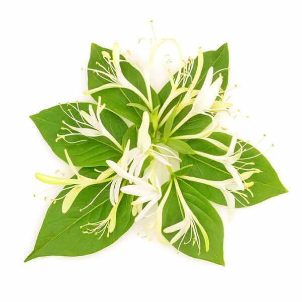 The Flavor Apprentice Honeysuckle