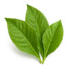 The Flavor Apprentice Tobacco Essens