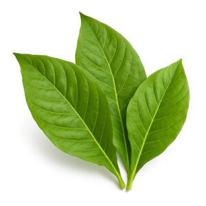 The Flavor Apprentice Tobacco Essens