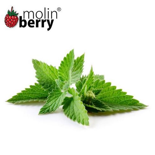 Molinberry Fresh Mint