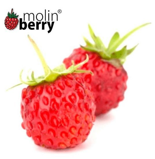 Molinberry Wild Strawberry (Smultron)